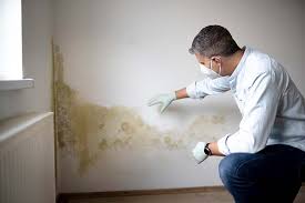 Reliable Polkton, NC Mold Removal Services Solutions